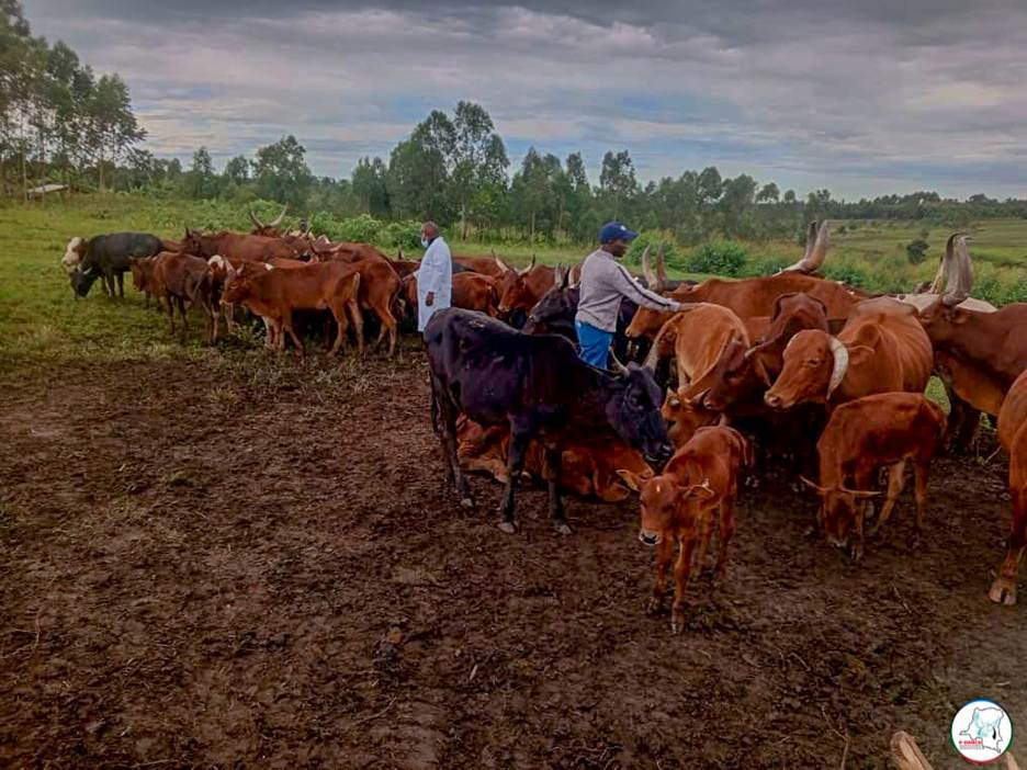 Djugu : Dans le cadre d&rsquo;un suivi permanent de ses activités de réinsertion communautaire, le P-DDRCS supervise la vaccination des vaches au pâturage communautaire de katoto